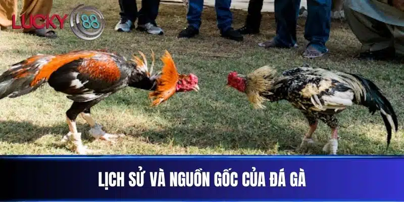 Lịch sử và nguồn gốc của Đá Gà