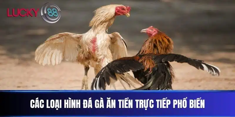 Các loại hình Đá Gà Ăn Tiền Trực Tiếp phổ biến