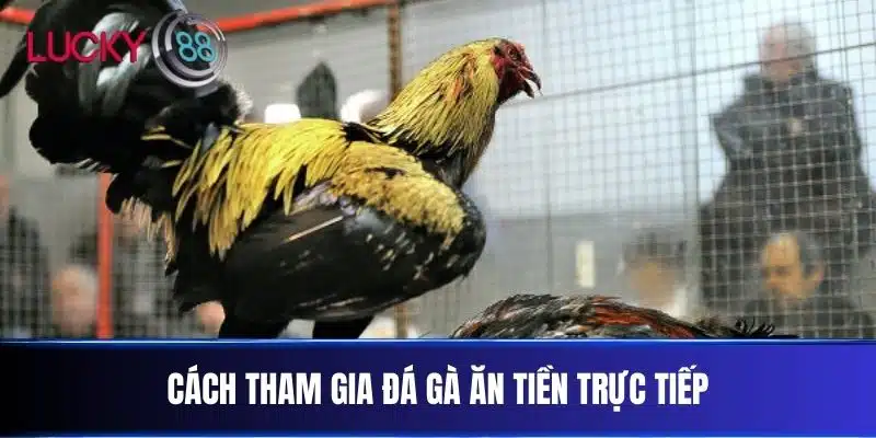 Cách tham gia đá gà ăn tiền trực tiếp