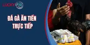 Đá Gà Ăn Tiền Trực Tiếp - Hướng Dẫn Cho Người Chơi Mới