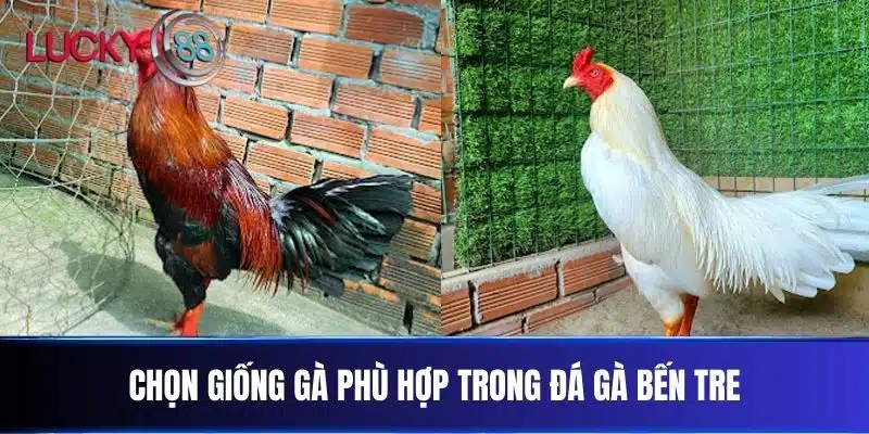 Chọn Giống Gà Phù Hợp Trong Đá Gà Bến Tre