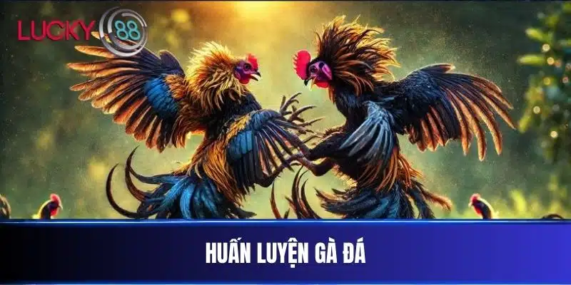 Huấn Luyện Gà Đá