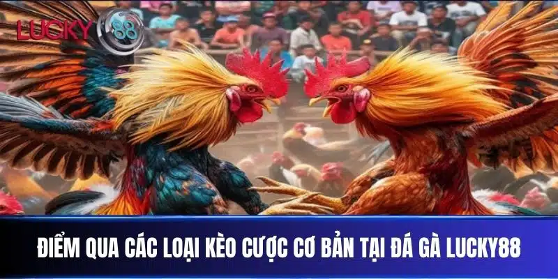 Điểm qua các loại kèo cược cơ bản tại Đá Gà Lucky88