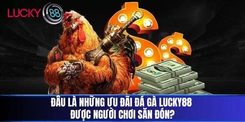 Đâu là những ưu đãi Đá Gà Lucky88 được người chơi săn đón?